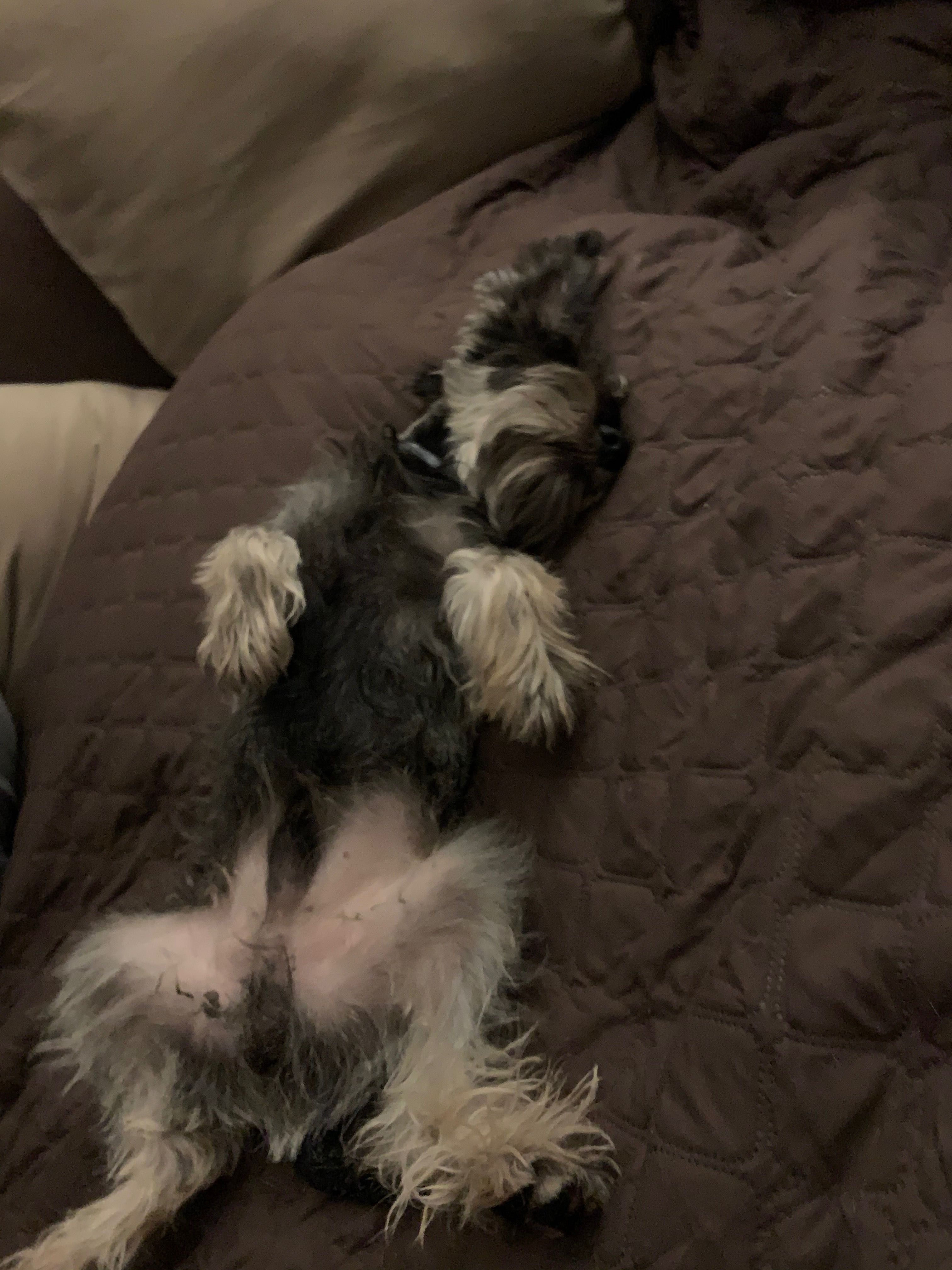 Schnauzer mic sare & piper pt adoptie — ascultator si vesel
