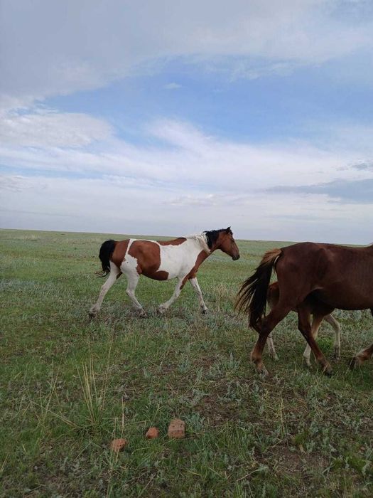 Продам жребые кобылы