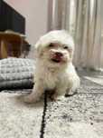 Bichon fetita Canisa