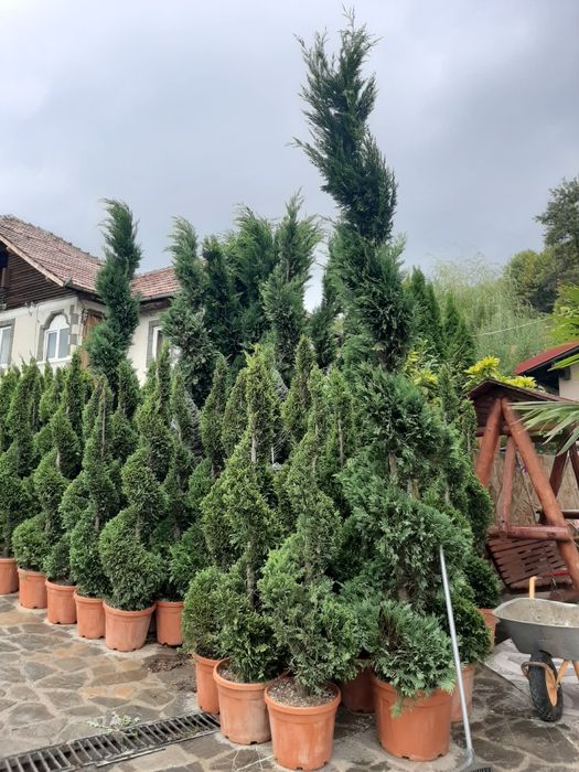 Vindem tuia brazi mesteacăn tei platan stejar frasin etc