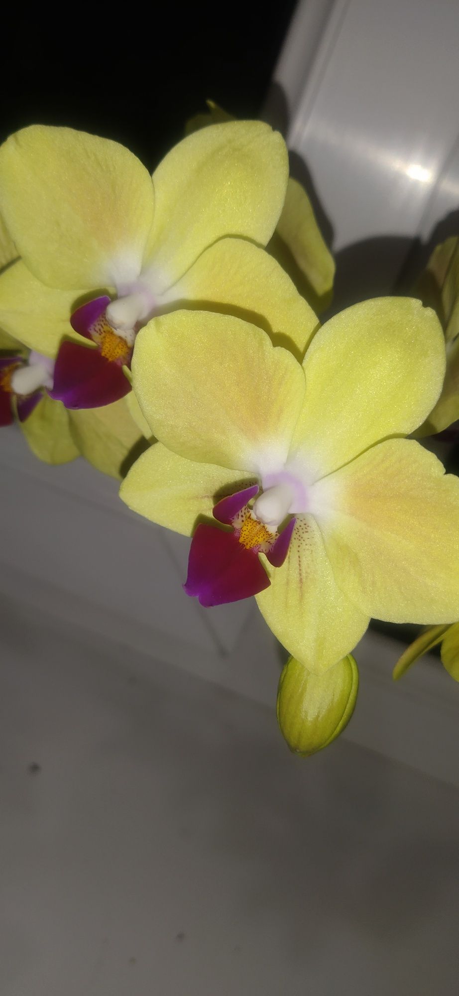 Продам  орхидеи  фаленопсис