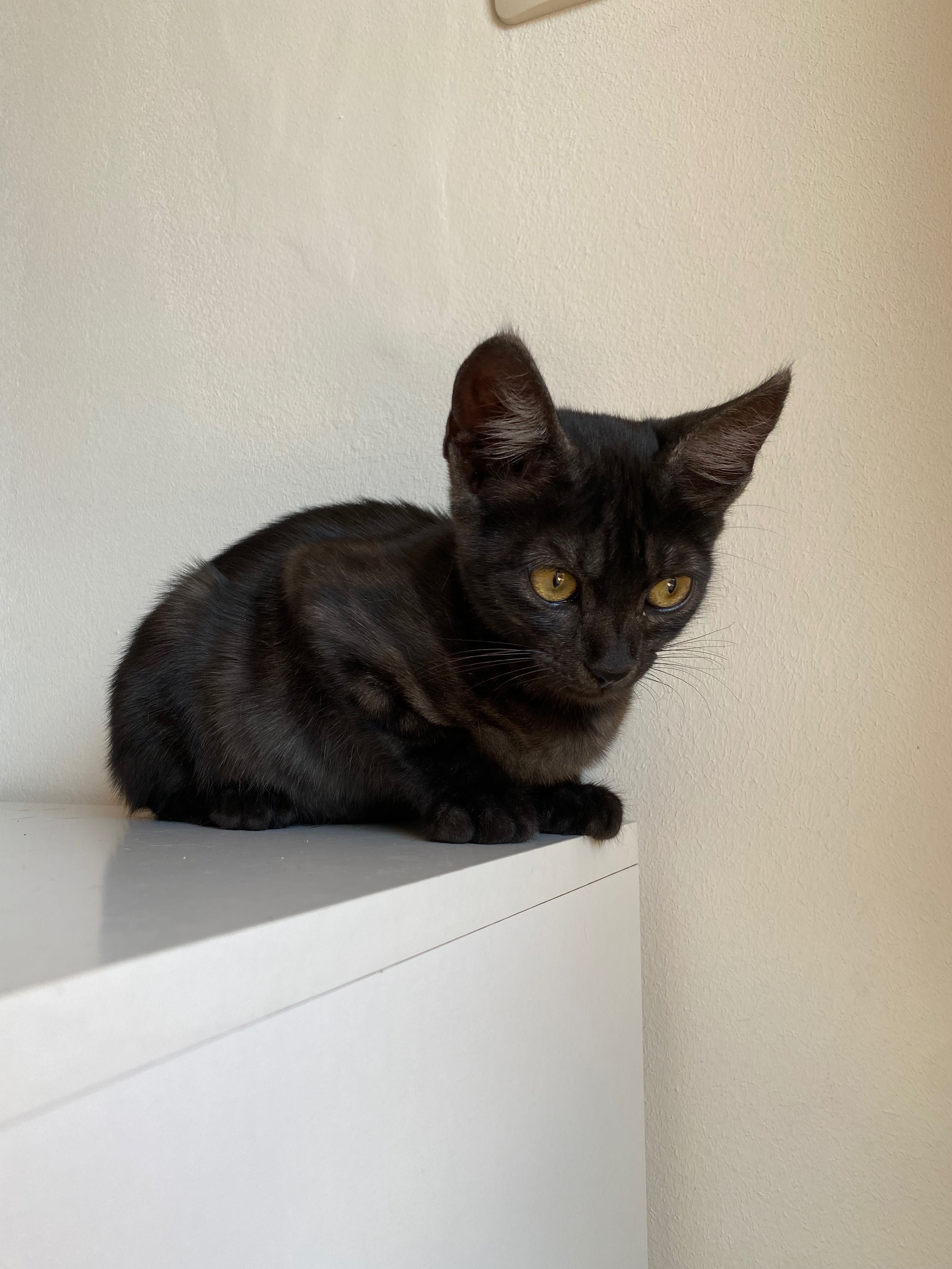 Момиче котка  на 3 месеца.