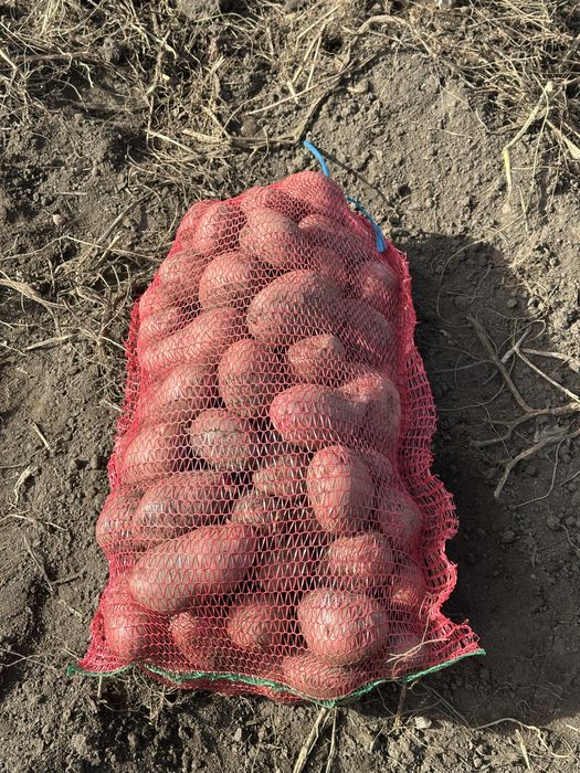 Cartofi de consu rosu 60+