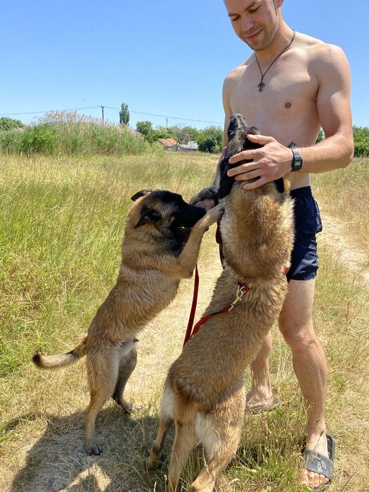 Donez Ciobanesc Belgian Malinois