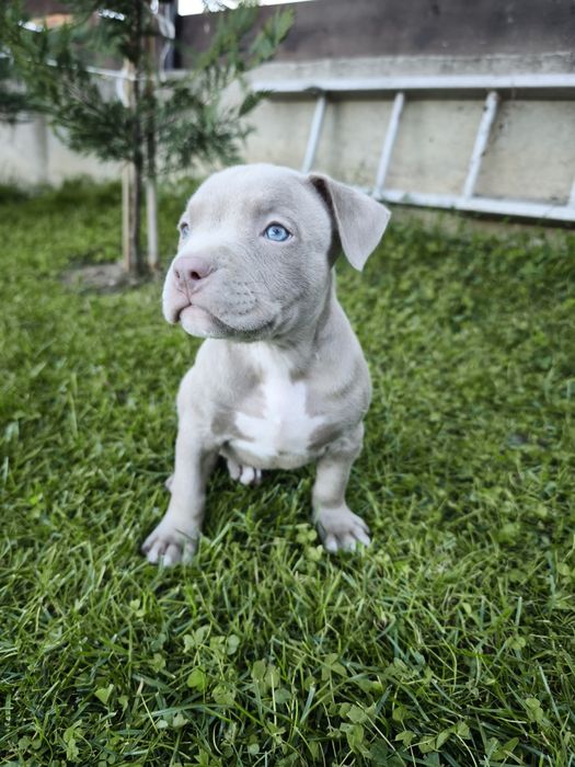 Fetiță american bully ABKC