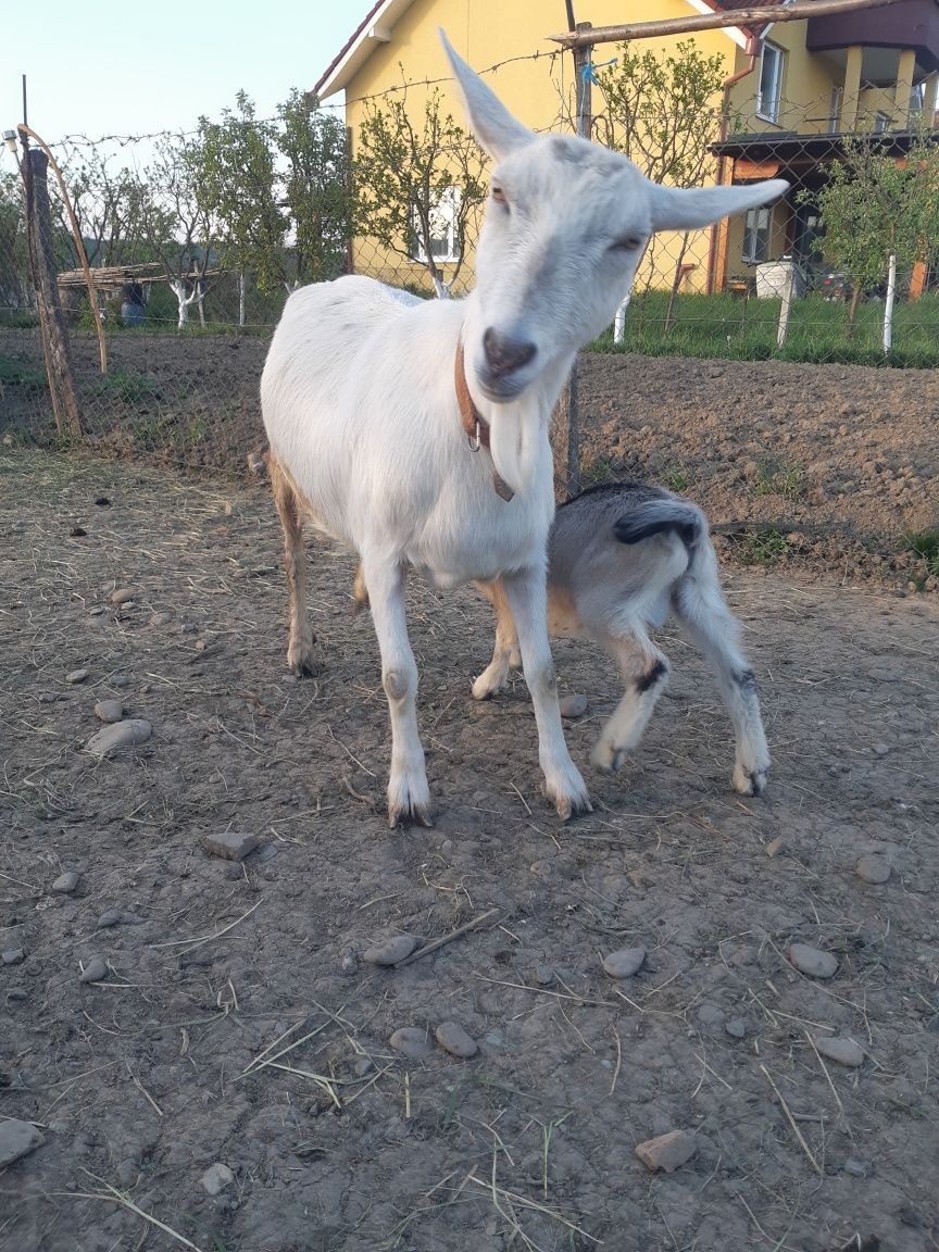 Capră cu ied de vânzare
