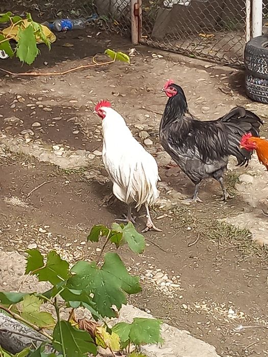 Vand sau schimb cocosi australorp