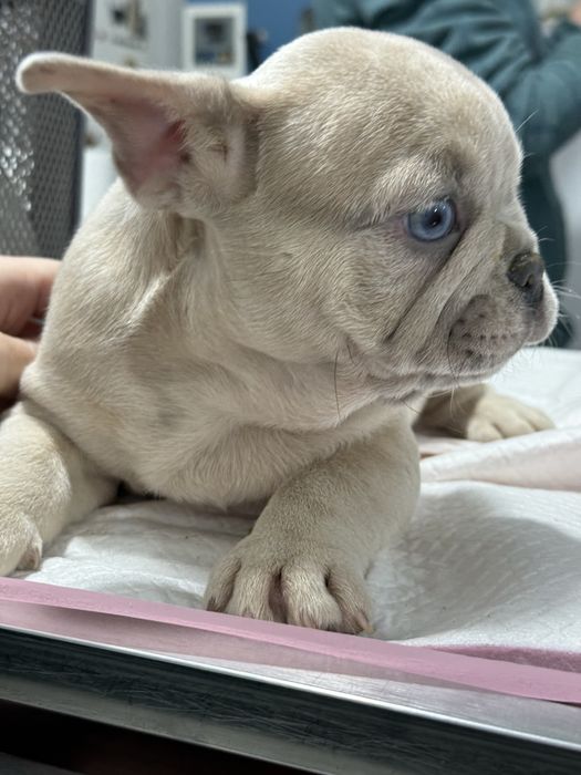 Mascul Bulldog Francez Isabella 2 luni / French Bulldog
