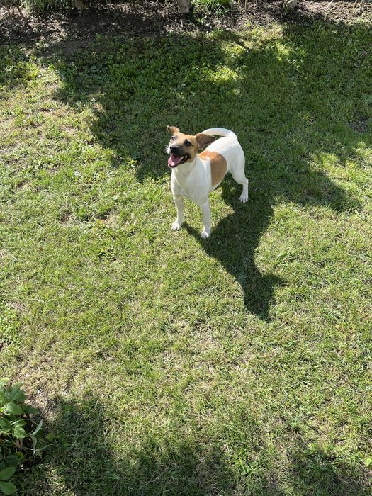 Caine de trufe albe si negre Jack Russell terrier
