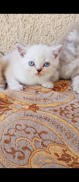 котята породистые шатладцы.