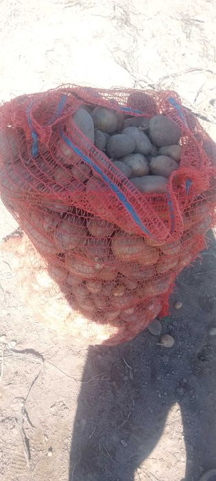 Cartofi pentru animale