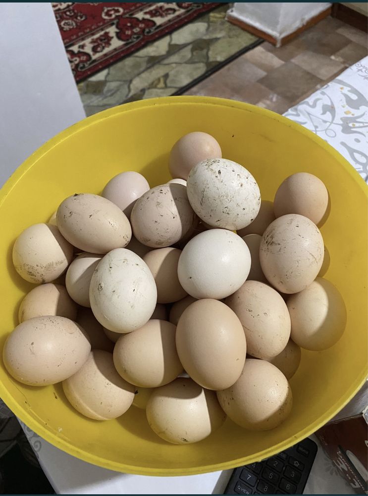Яйца домащние куриные, свежие. Жұмыртқа,