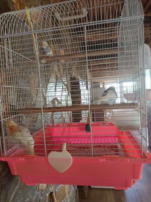 5 Perusi tineri de vanzare , cu tot cu colivie