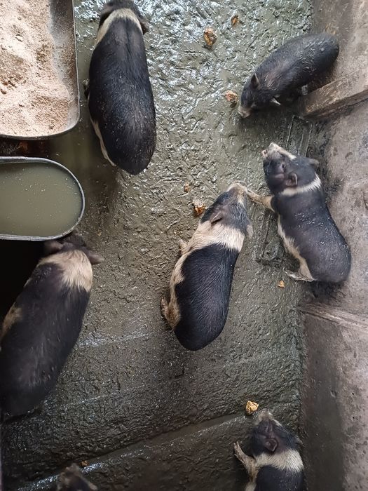 Виетнамски прасета