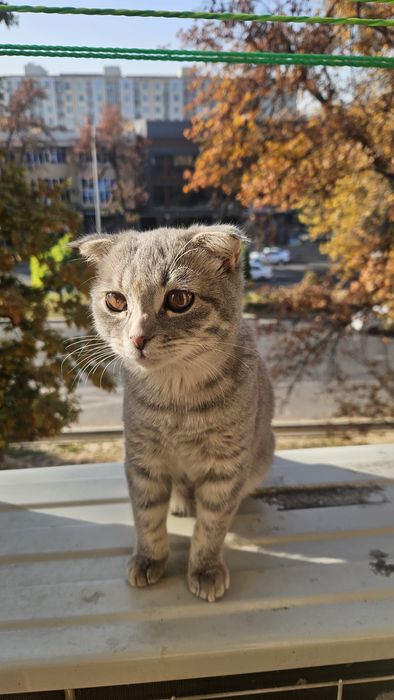 Skottish fold. Mushuk qiz bola 6 oylik. Sogʻlom 100%