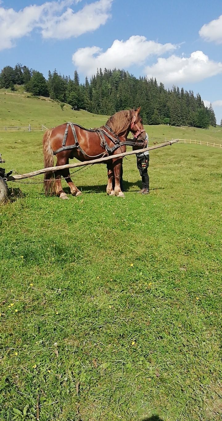 Vând armăsar de 6 ani !