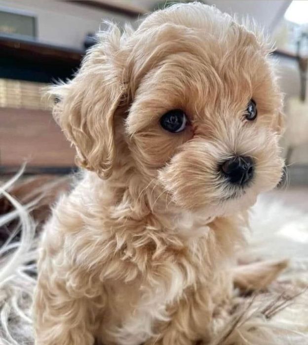 Cățeluș Maltipoo mini toy