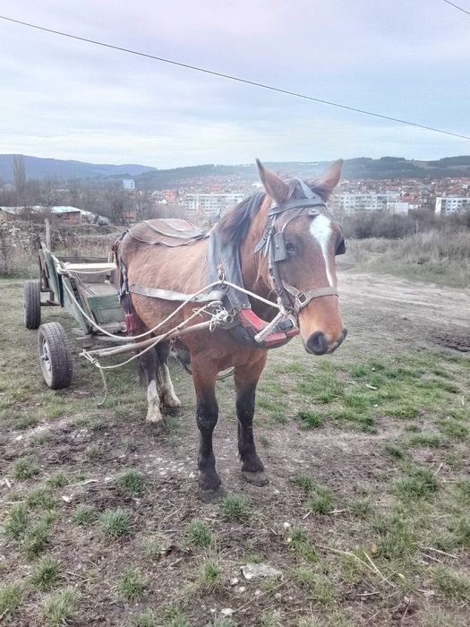 Продава се ждребец