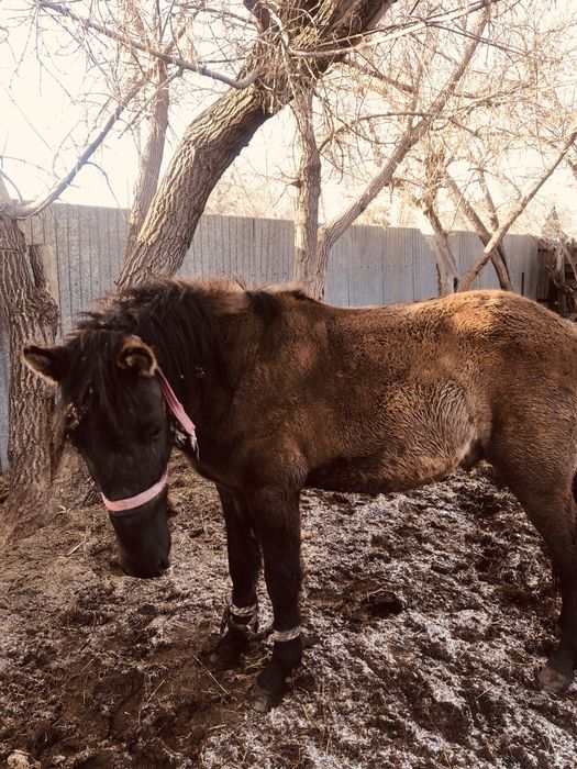 Лошадь жеребец год и 8 месяцев
