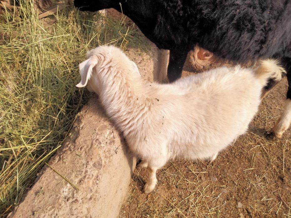 Занен ешкі буаз бірінші тума сатылады