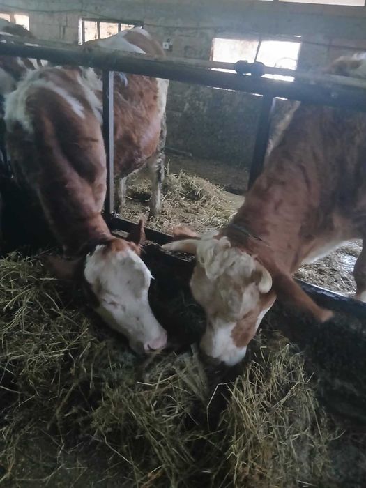 Vănd 2 juninci de afăta