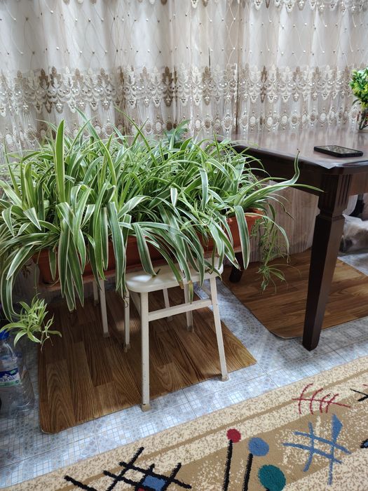 Цветы Хлорофитум длинный горшок