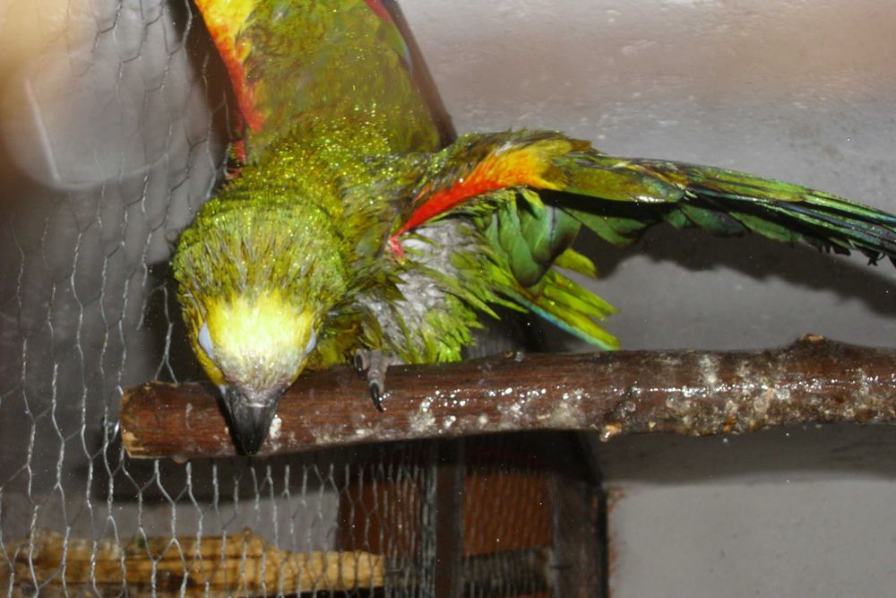 papagali mai multe feluri