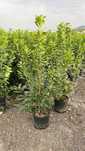 Vindem prunus laurocerasus