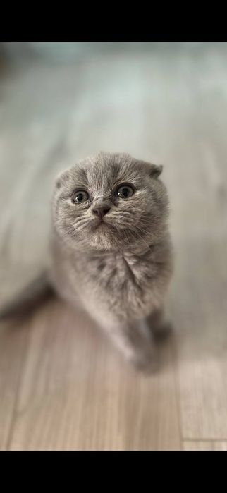 Продам фолд мальчика
