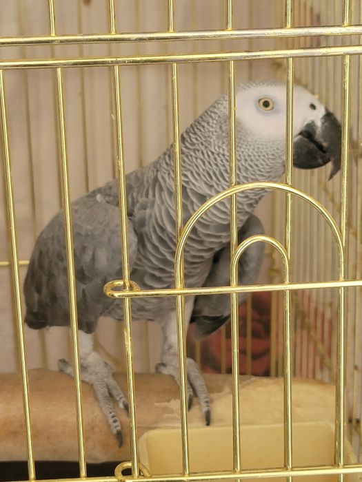 Jaku qush sotiladi gaplari kop 6 yosh faqat kalsosi yoq
