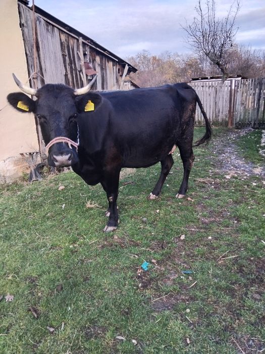 Vând vacă de ținut