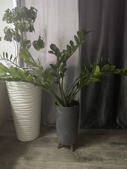 Замиокулькас долларовое дерево