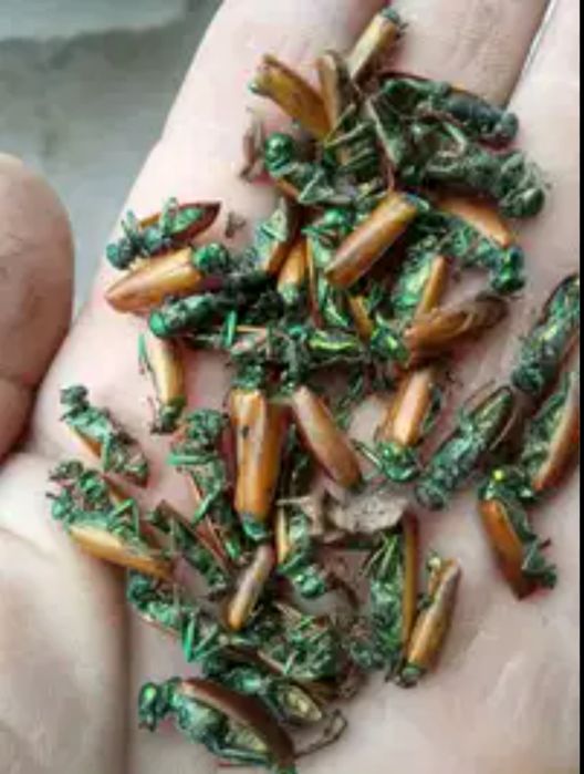 Естественное средство против простатита.Уральск