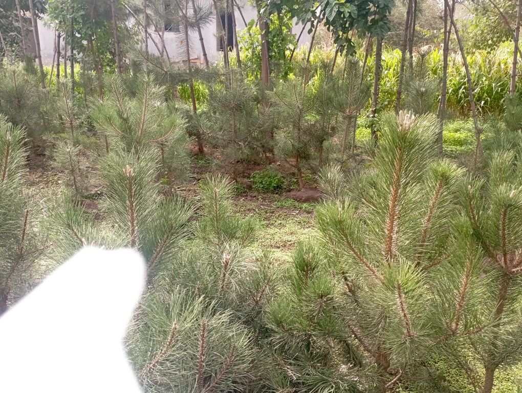 Qirim archa sotiladi