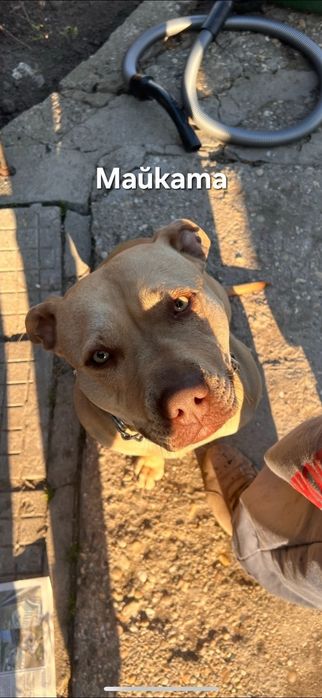 Кученца-Питбулчета