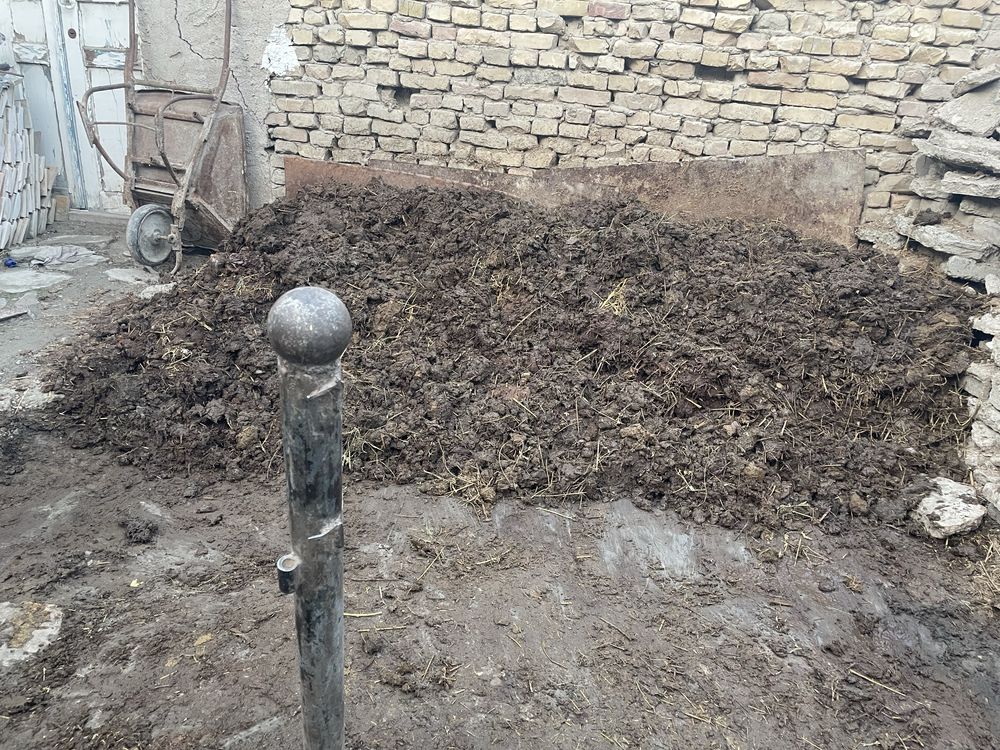 Nuri bepul beriladi otbozor