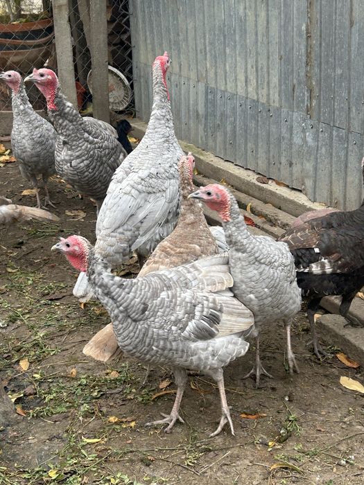 Vand curci de anul trecut si de snul asta