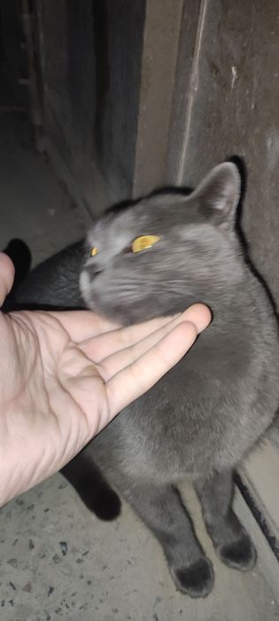 Mushuk 2 yosh hadiyaga beriladi