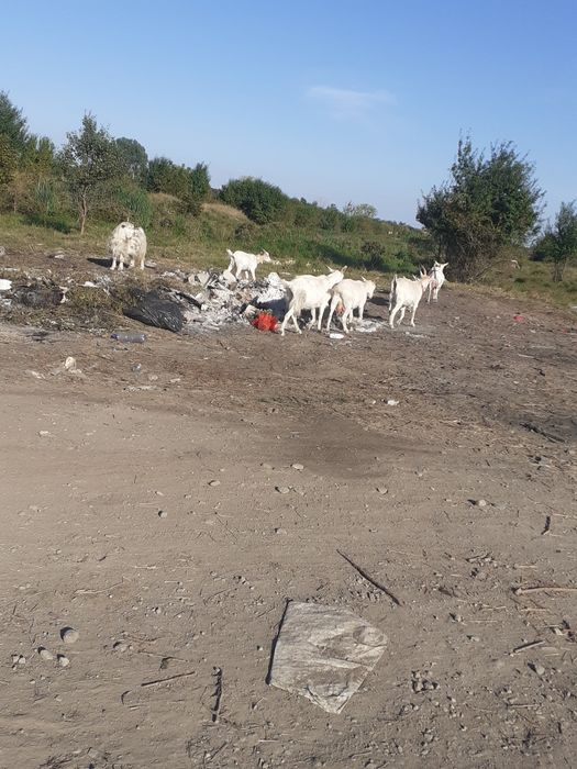 Vând capre bune de lapte