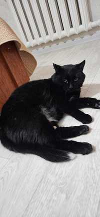 Шикарный черный кот в добрые руки(кастрирован)
