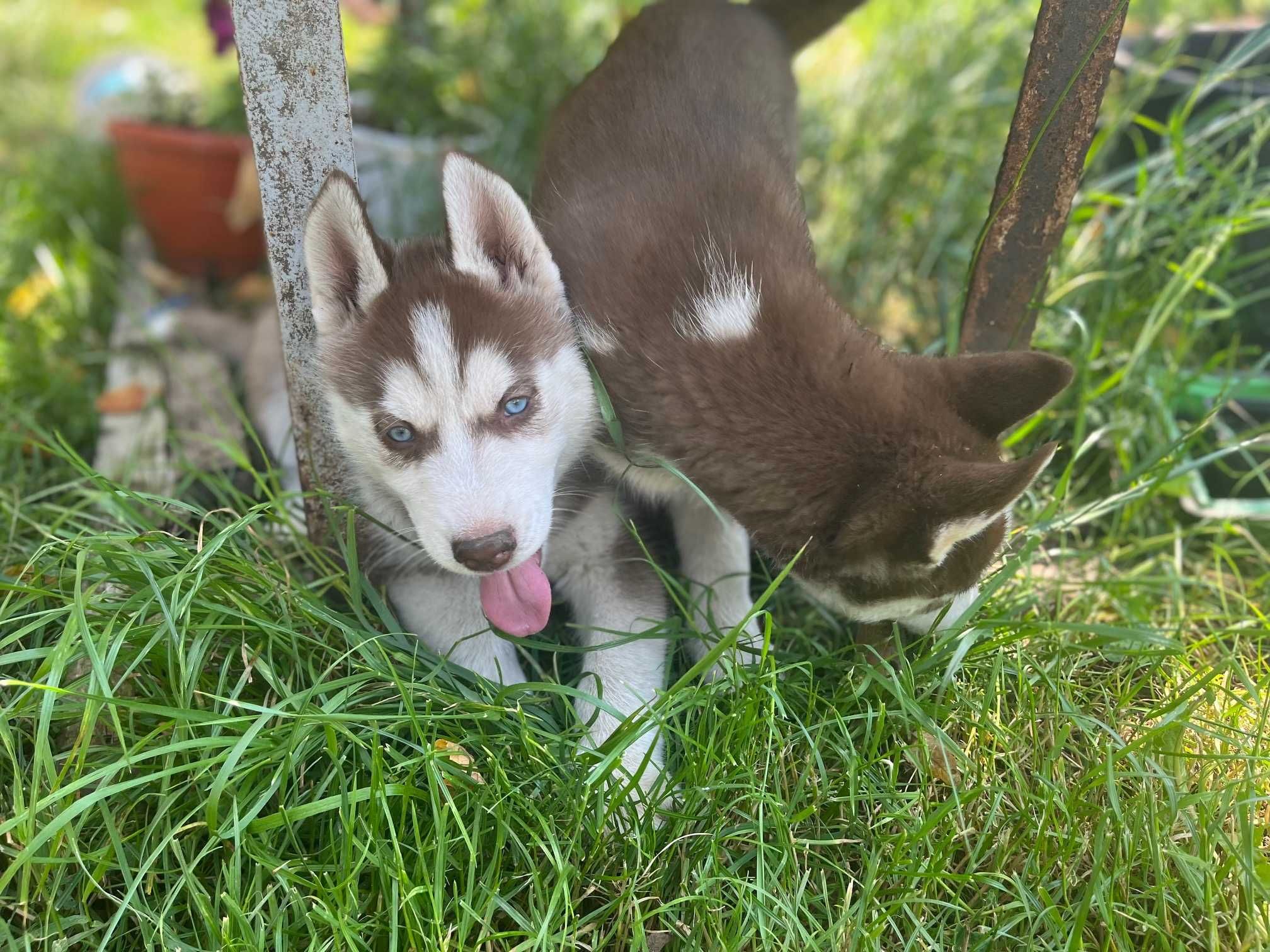 Fetita husky siberian - - cu pasaport