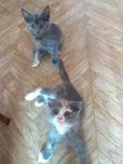 Котятам нужен дом