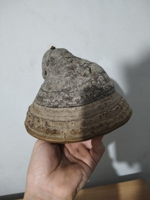 Трутовик две штуки