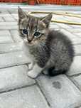 Подарявам котенца