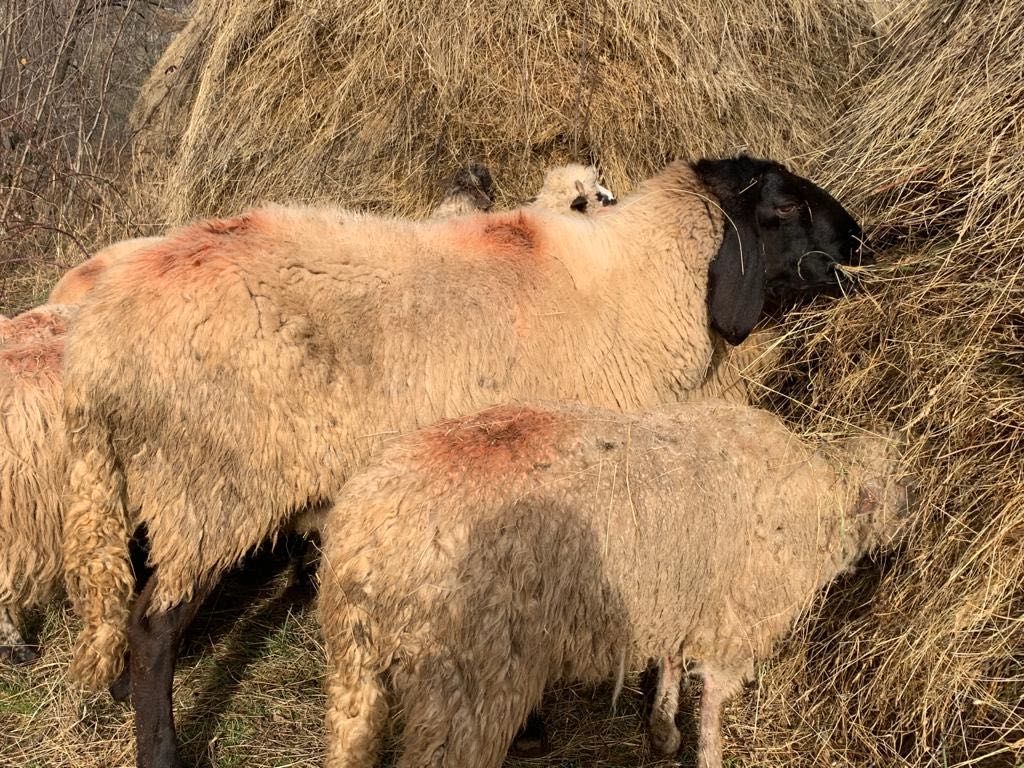 Berbeci tigaie sarbeasca (cap negru de Teleorman) schimb cereale