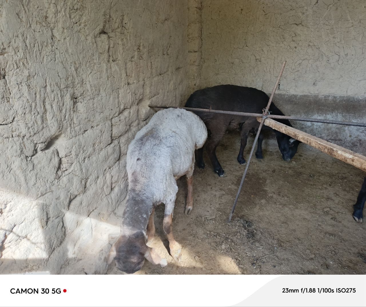 Qoʻy zodli sog'lom