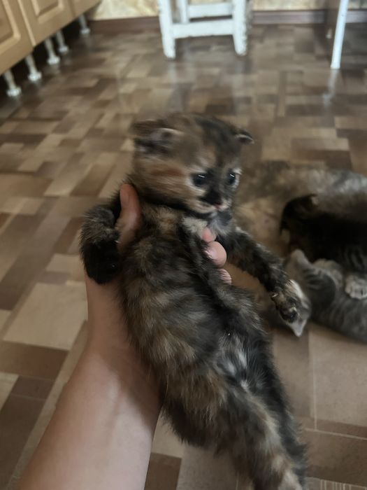 вислоухий котенок