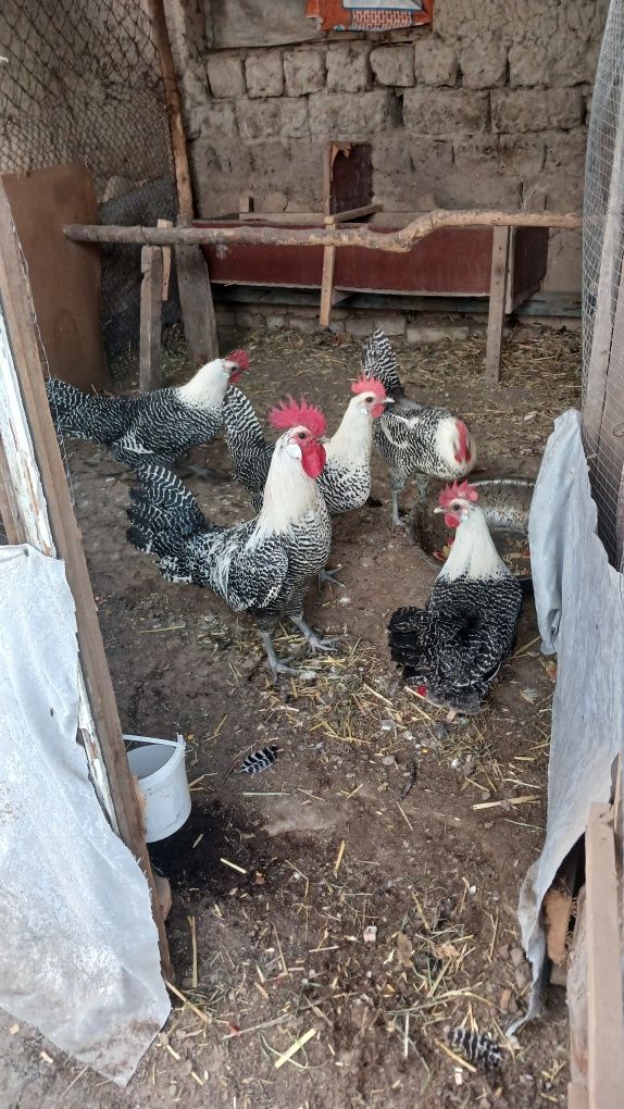 BREKIR, LAKADELFI, Jojalari sotiladi