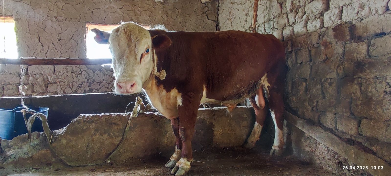 Buqa sotiladi paroda grenfod