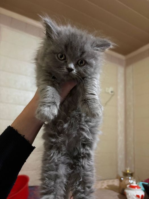 Британец 2-3 месяца